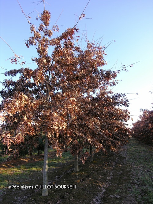 Photo Quercus palustris