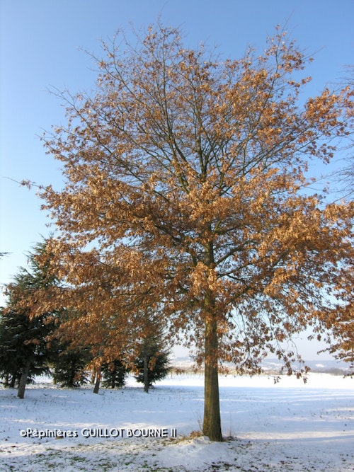 Photo Quercus palustris