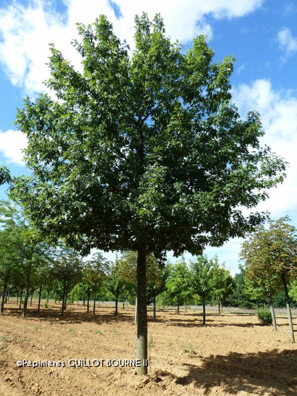 Photo Quercus petraea