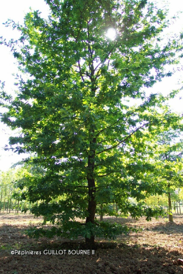 Photo Quercus robur