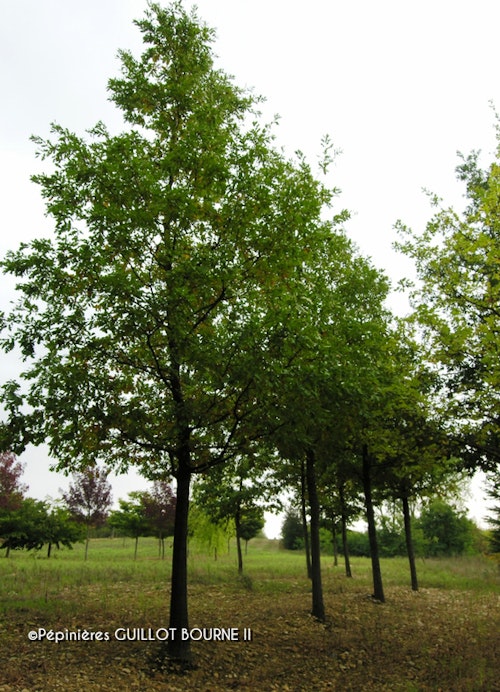 Photo Quercus robur