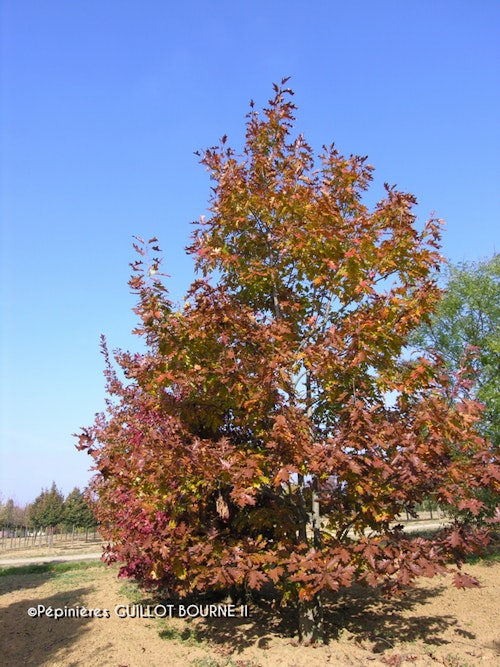 Photo Quercus rubra