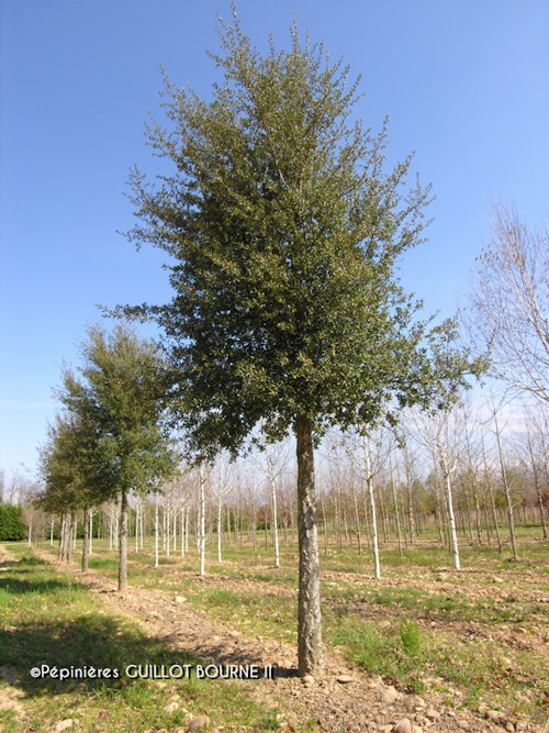Photo Quercus suber