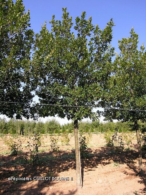 Photo Quercus x hispanica 'Wageningen'