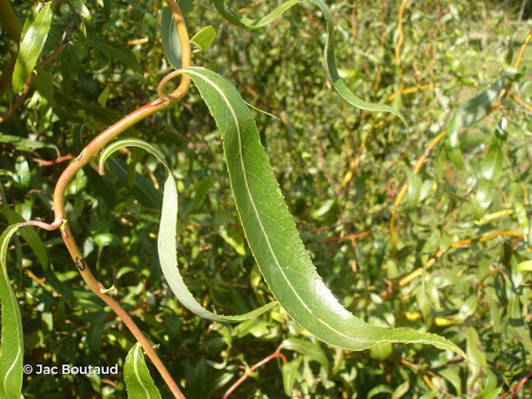 Photo Salix x pendulina 'Erythroflexuosa'