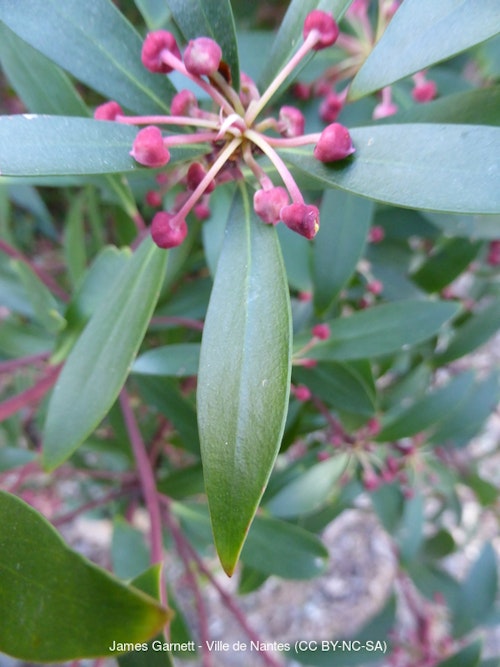 Photo Tasmannia lanceolata