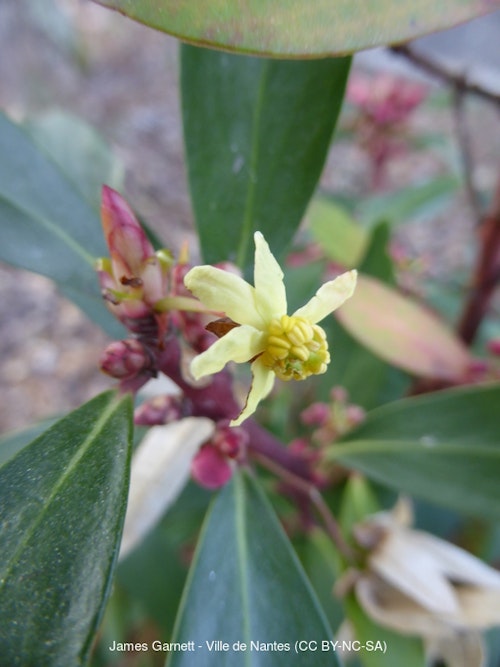 Photo Tasmannia lanceolata