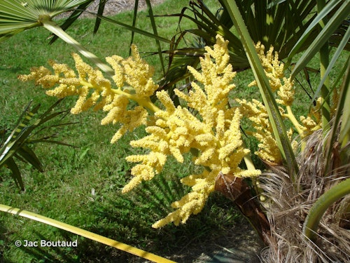 Photo Trachycarpus fortunei
